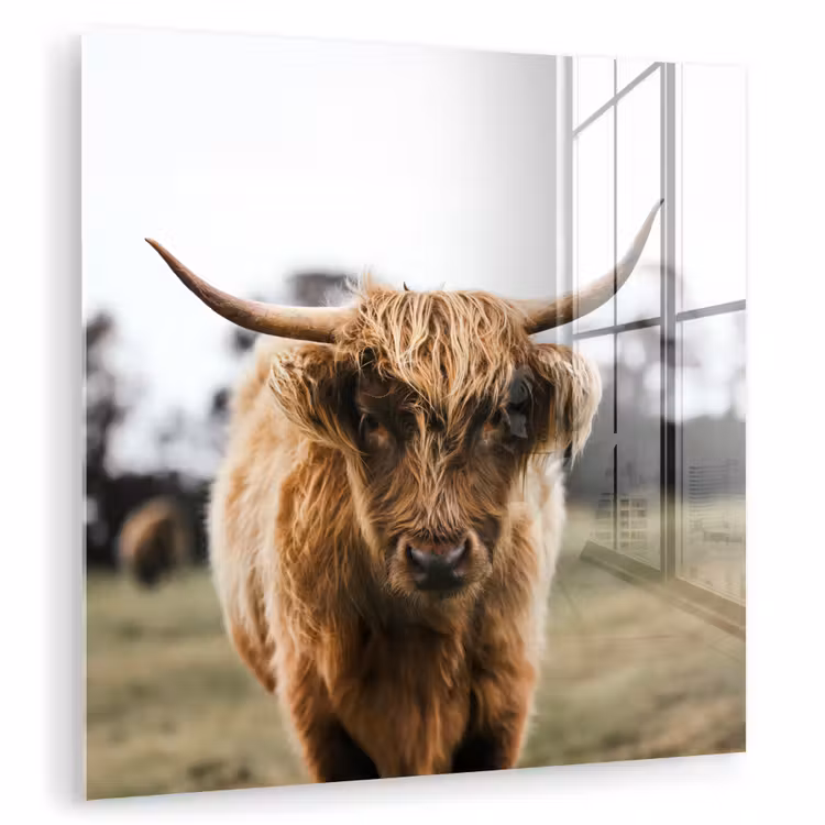 Schotse Hooglander - Koe - Gras - Dieren - Natuur plexiglas 5mm klein -zzzproduct_nieuw