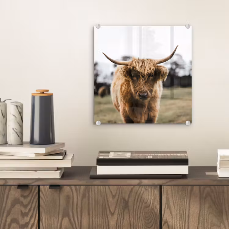 Schotse Hooglander - Koe - Gras - Dieren - Natuur plexiglas 5mm klein -sfeer1