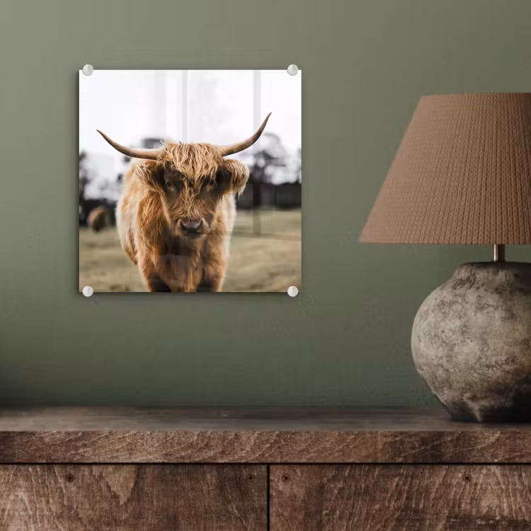 Schotse Hooglander - Koe - Gras - Dieren - Natuur plexiglas 5mm klein -sfeer3