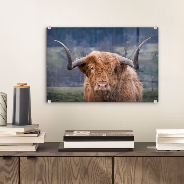 Schotse Hooglander - Koeienkop - Landschap - Natuur - Koe plexiglas 5mm klein -sfeer1