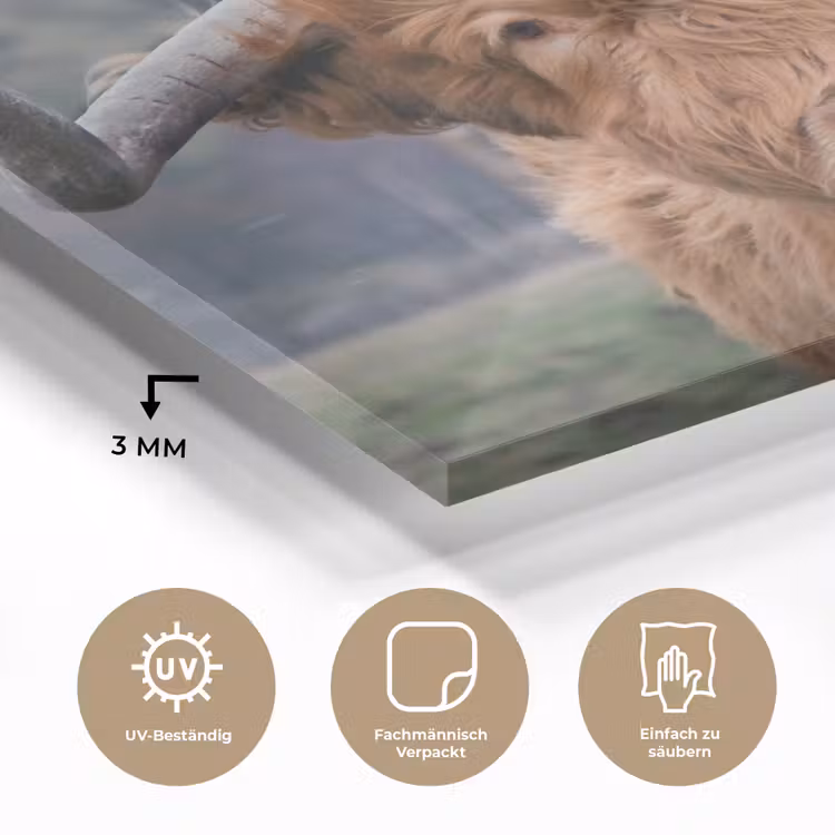 Schotse Hooglander - Koeienkop - Landschap - Natuur - Koe plexiglas 5mm klein -wsfeer2_DE