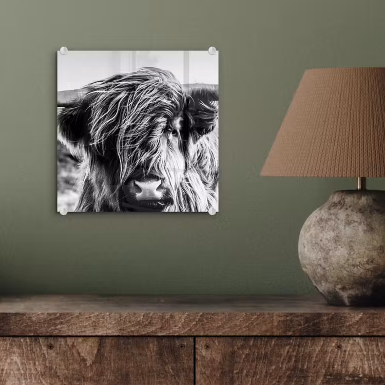 Schotse hooglander - Close up - Horens - Vacht - Zwart Wit plexiglas 5mm klein -sfeer3