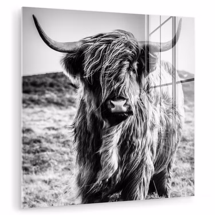 Schotse hooglander - Natuur - Koe - Zwart - Wit plexiglas 5mm klein -zzzproduct_nieuw