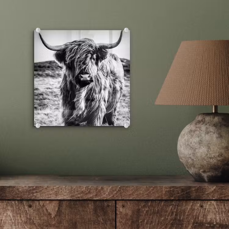 Schotse hooglander - Natuur - Koe - Zwart - Wit plexiglas 5mm klein -sfeer3