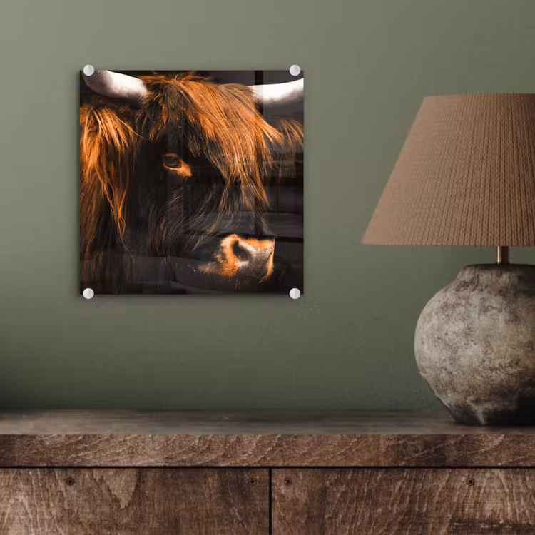 Schotse hooglander - Zwart - Koe - Hoorn - Dieren plexiglas 5mm klein -sfeer3