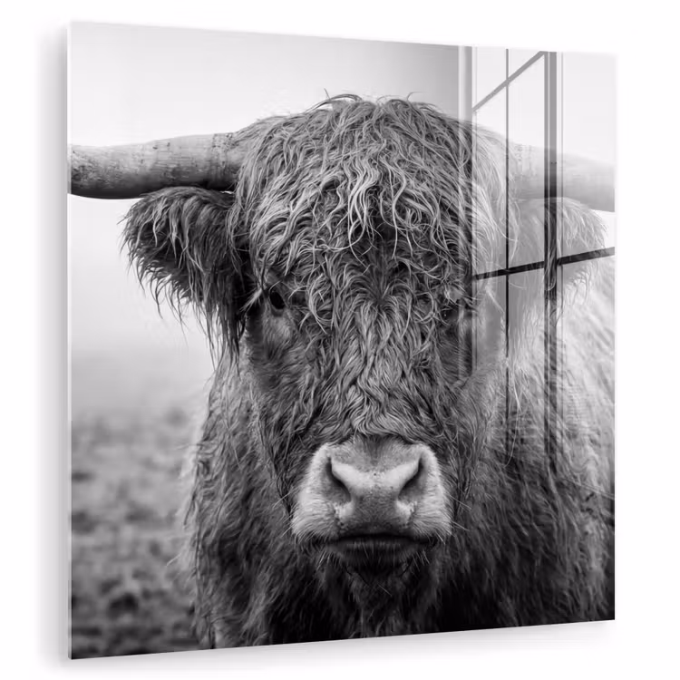 Schotse hooglander - Zwart - Wit - Gras plexiglas 5mm klein -zzzproduct_nieuw