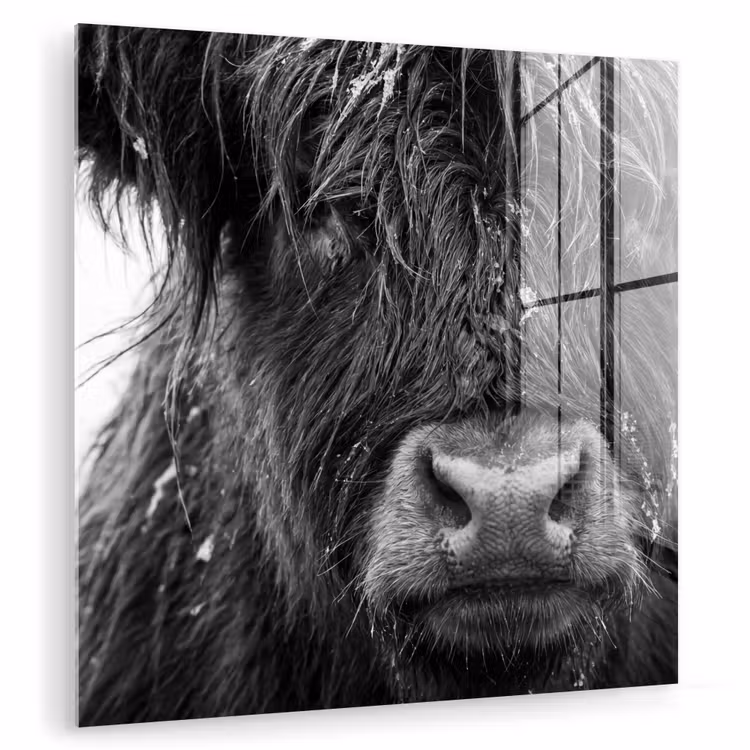 Schotse hooglander - Zwart - Wit - Sneeuwvlokken plexiglas 5mm klein -zzzproduct_nieuw