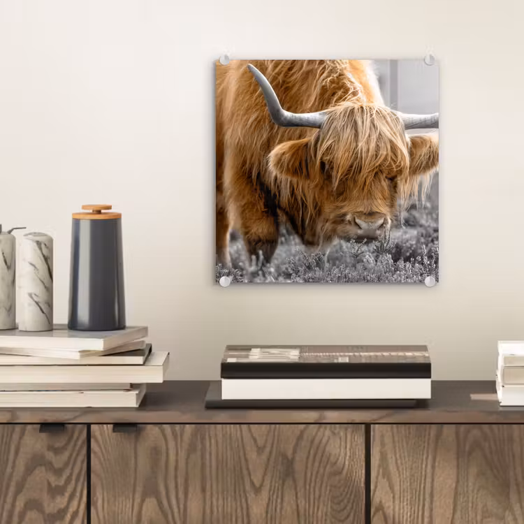 Schotse Hooglander - Dieren - Bruin - Koe - Zwart - Wit - Natuur plexiglas 5mm klein -sfeer1