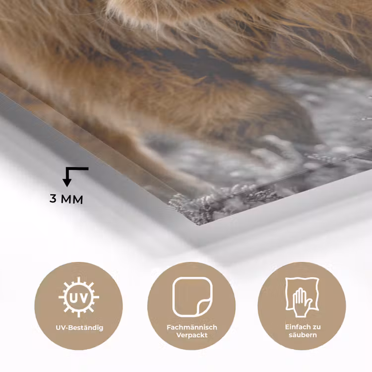 Schotse Hooglander - Dieren - Bruin - Koe - Zwart - Wit - Natuur plexiglas 5mm klein -wsfeer2_DE