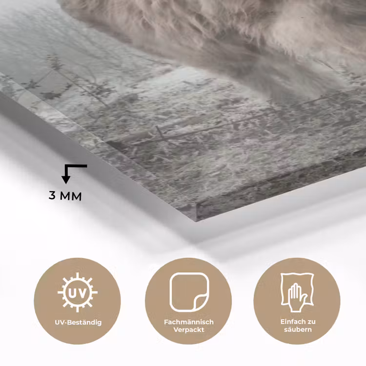 Schotse Hooglander - Bos - Mist - Koe - Dieren - Natuur plexiglas 5mm klein -wsfeer2_DE