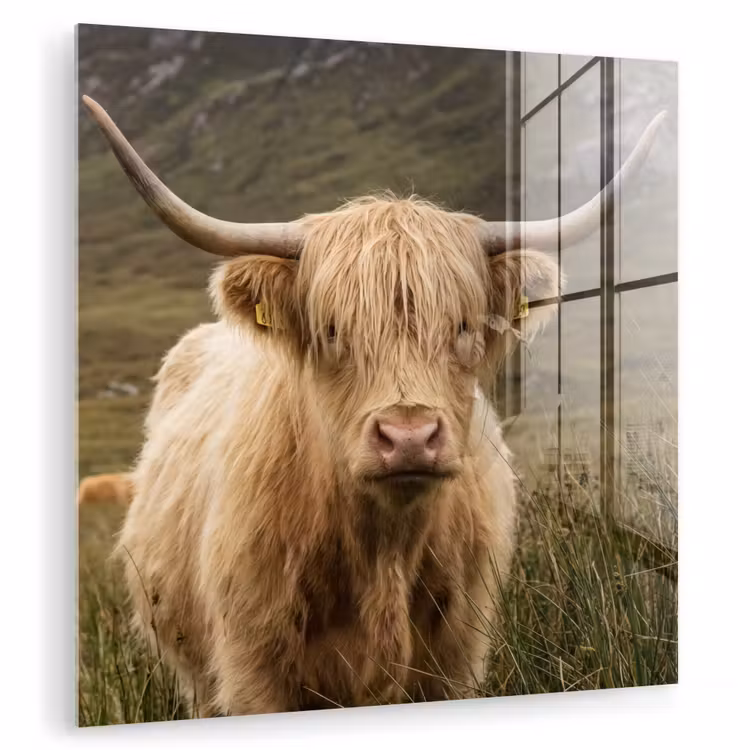 Schotse hooglander - Bergen - Grasveld plexiglas 5mm klein -zzzproduct_nieuw
