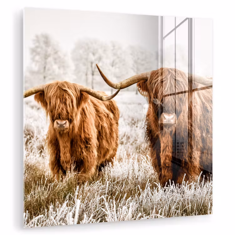 Schotse hooglander - Koe - Natuur - Winter plexiglas 5mm klein -zzzproduct_nieuw