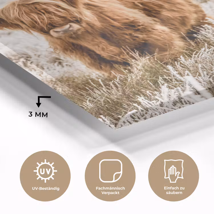 Schotse hooglander - Koe - Natuur - Winter plexiglas 5mm klein -wsfeer2_DE