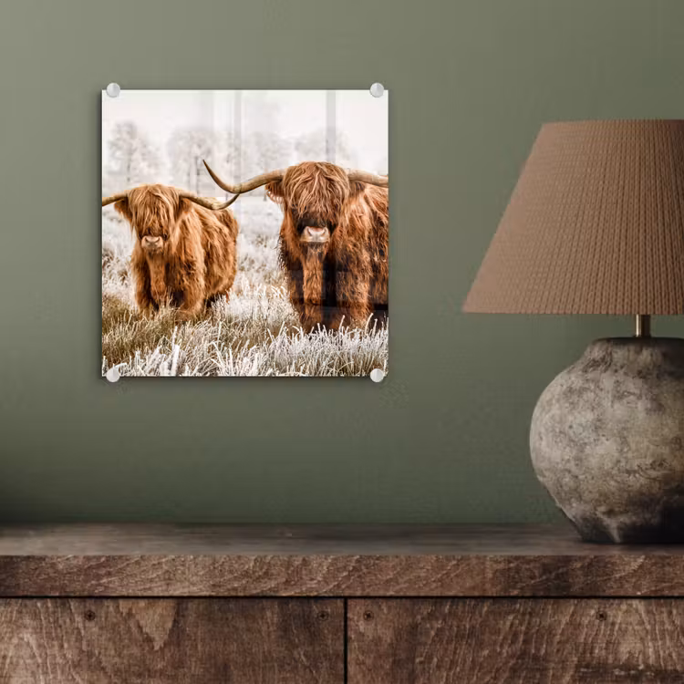 Schotse hooglander - Koe - Natuur - Winter plexiglas 5mm klein -sfeer3