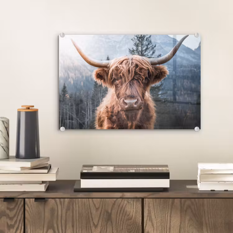 Schotse hooglander - Koe - Dieren - Berg - Natuur plexiglas 5mm klein -sfeer1