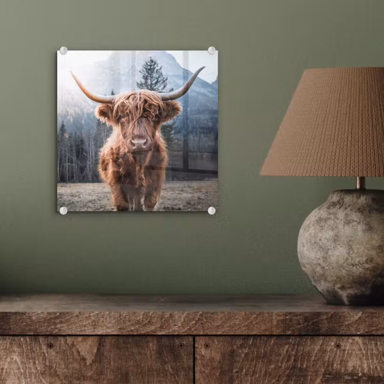 Schotse hooglander - Koe - Dieren - Berg - Natuur plexiglas 5mm klein -sfeer3