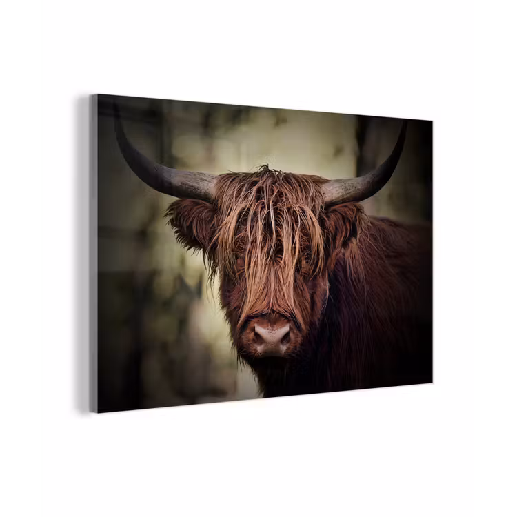 Schotse hooglander - Licht - Portret - Natuur plexiglas 5mm klein -zzzproduct_nieuw