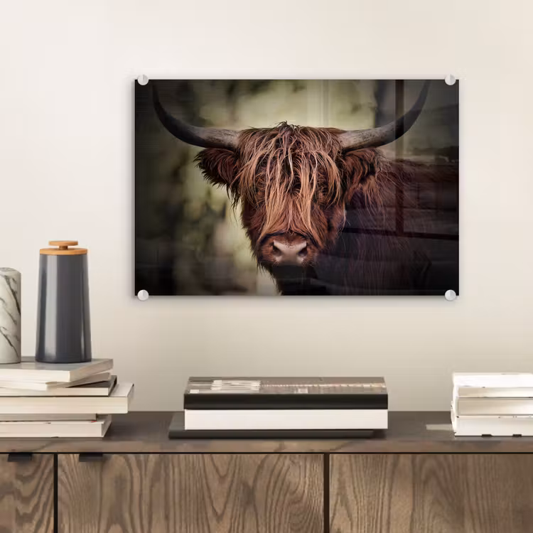 Schotse hooglander - Licht - Portret - Natuur plexiglas 5mm klein -sfeer1