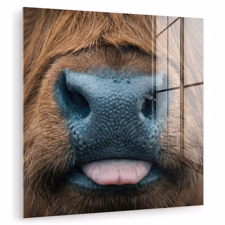 Schotse hooglander - Neus - Bruin plexiglas 5mm klein -zzzproduct_nieuw