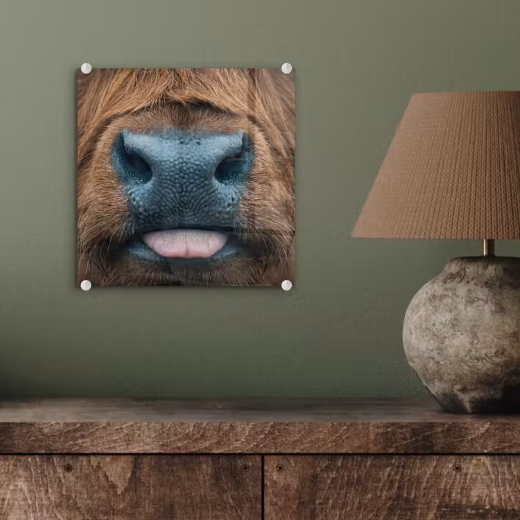 Schotse hooglander - Neus - Bruin plexiglas 5mm klein -sfeer3