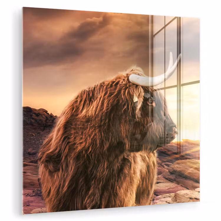 Schotse hooglander - Zon - Horizon - Koe - Dieren plexiglas 5mm klein -zzzproduct_nieuw