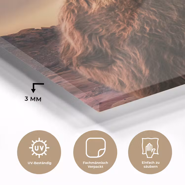 Schotse hooglander - Zon - Horizon - Koe - Dieren plexiglas 5mm klein -wsfeer2_DE