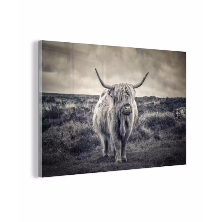 Schotse hooglander - Dieren - Wolken - Koe - Natuur plexiglas 5mm klein -zzzproduct_nieuw