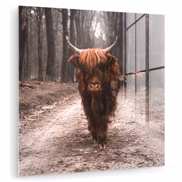 Schotse hooglander - Bos - Koe - Dieren - Natuur plexiglas 5mm klein -zzzproduct_nieuw