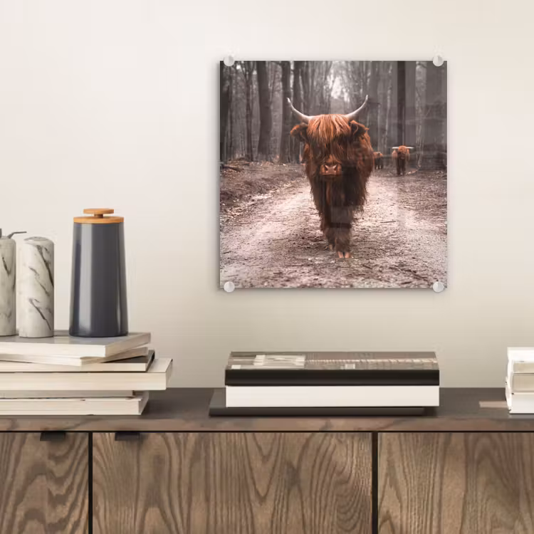 Schotse hooglander - Bos - Koe - Dieren - Natuur plexiglas 5mm klein -sfeer1