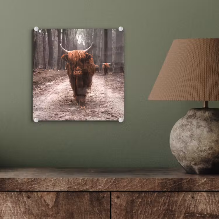 Schotse hooglander - Bos - Koe - Dieren - Natuur plexiglas 5mm klein -sfeer3