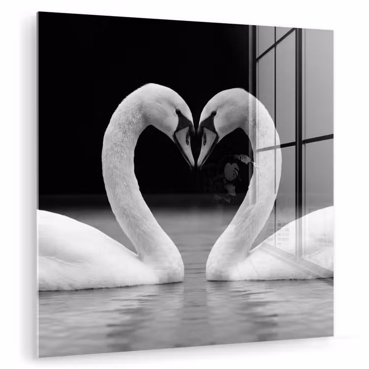 Zwanen - Hart - Zwart - Wit plexiglas 5mm klein -zzzproduct_nieuw