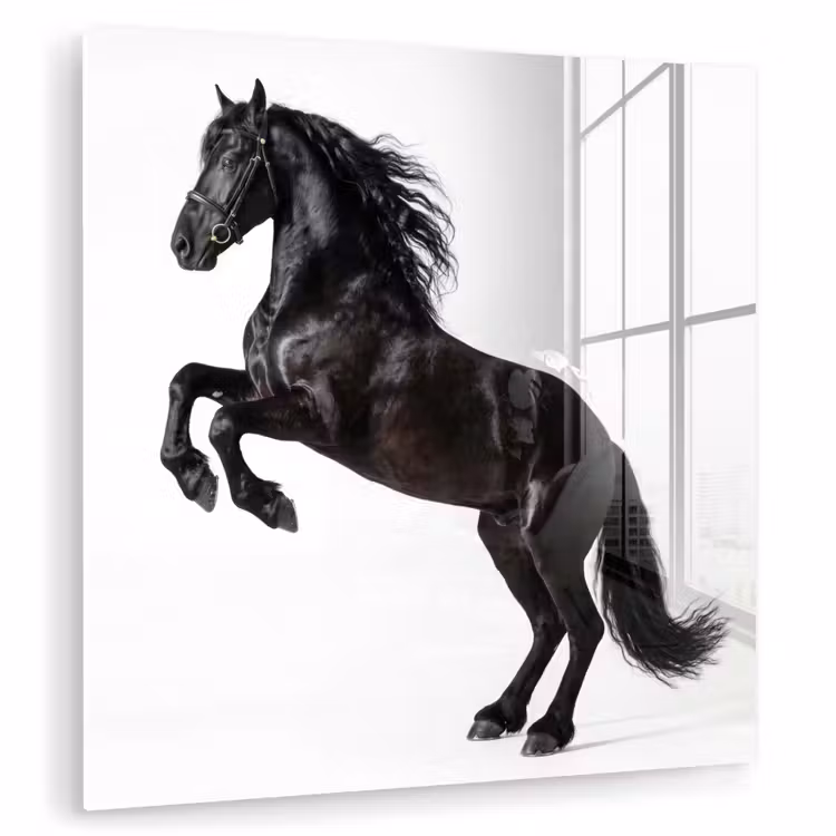 Zwart - Paard - Portret plexiglas 5mm klein -zzzproduct_nieuw