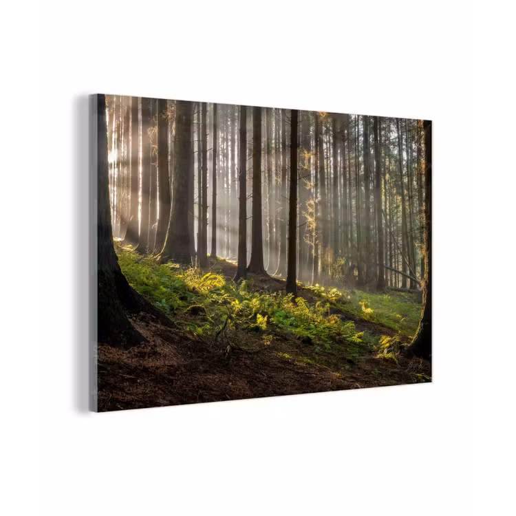 Zon - Takken - Bomen - Bos - Natuur plexiglas 5mm klein -z3d