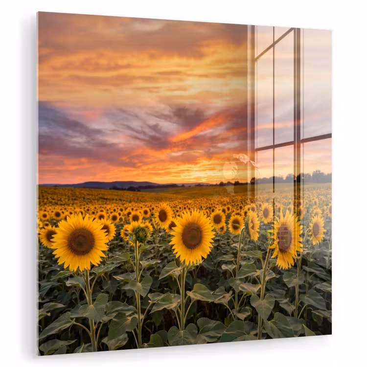Zonnebloemen - Heuvellandschap - Geel plexiglas 5mm klein -zzzproduct_nieuw