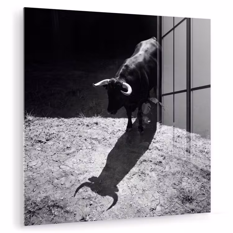 Stier - Schaduw - Dieren - Contrast - Zwart-wit plexiglas 5mm klein -zzzproduct_nieuw