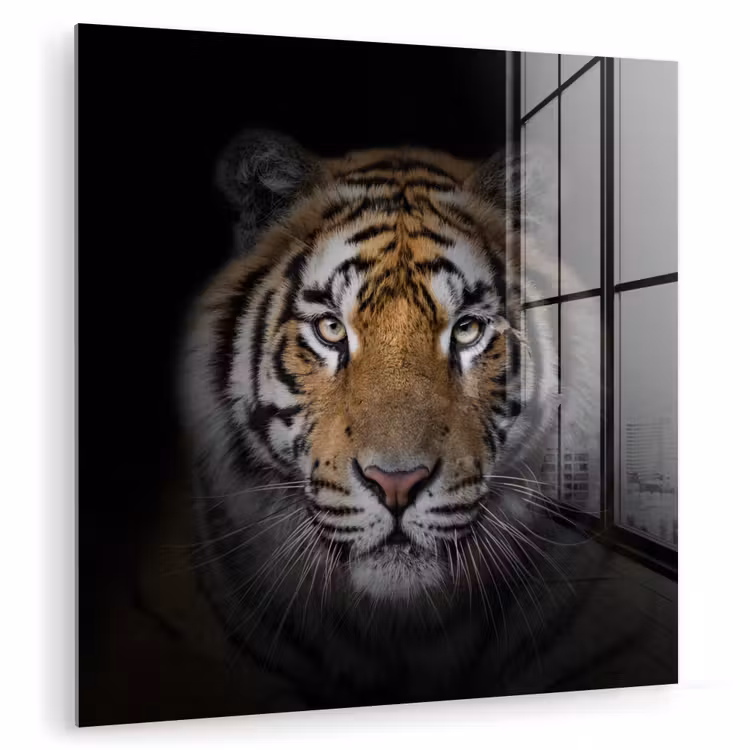 Tijger - Wilde dieren - Portret - Zwart - Dieren plexiglas 5mm klein -zzzproduct_nieuw