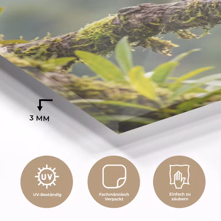 Toekan - Jungle - Natuur - Kleurrijk plexiglas 5mm klein -wsfeer2_DE
