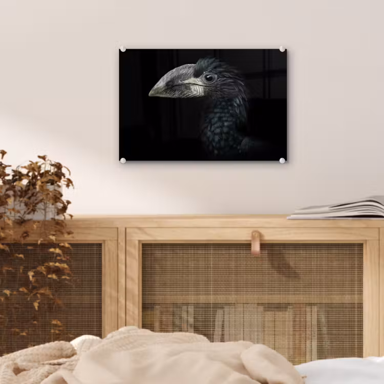 Vogel - Portret - Neushoornvogel - Zwart - Dieren plexiglas 5mm klein -sfeer3