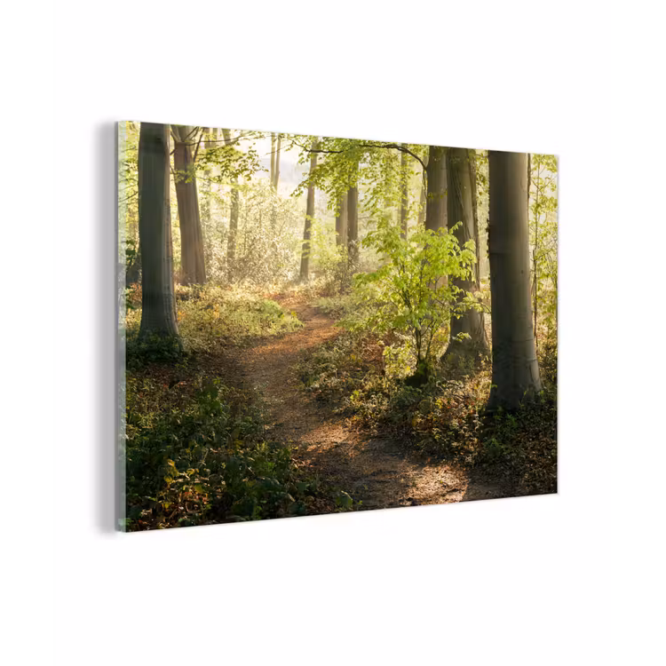 Bos - Bomen - Pad - Zon - Planten - Bladeren - Natuur plexiglas 5mm klein -zzzproduct_nieuw
