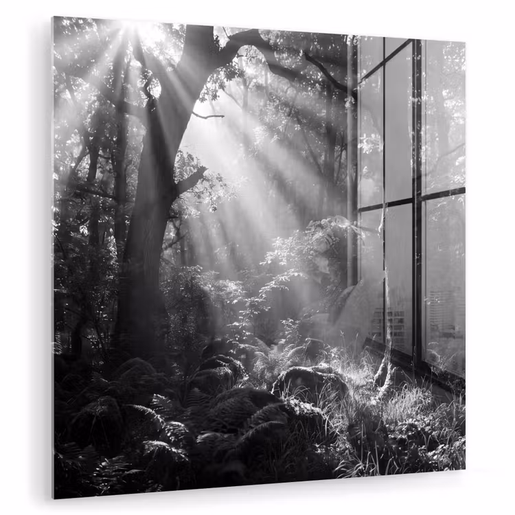 Bos - Lichtstralen - Natuur - Zwart-wit plexiglas 5mm klein -zzzproduct_nieuw
