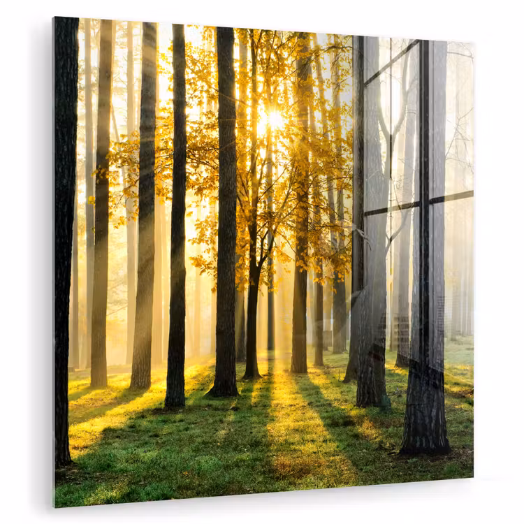 Bos - Zon - Bomen - Gras - Landschap - Natuur plexiglas 5mm klein -zzzproduct_nieuw