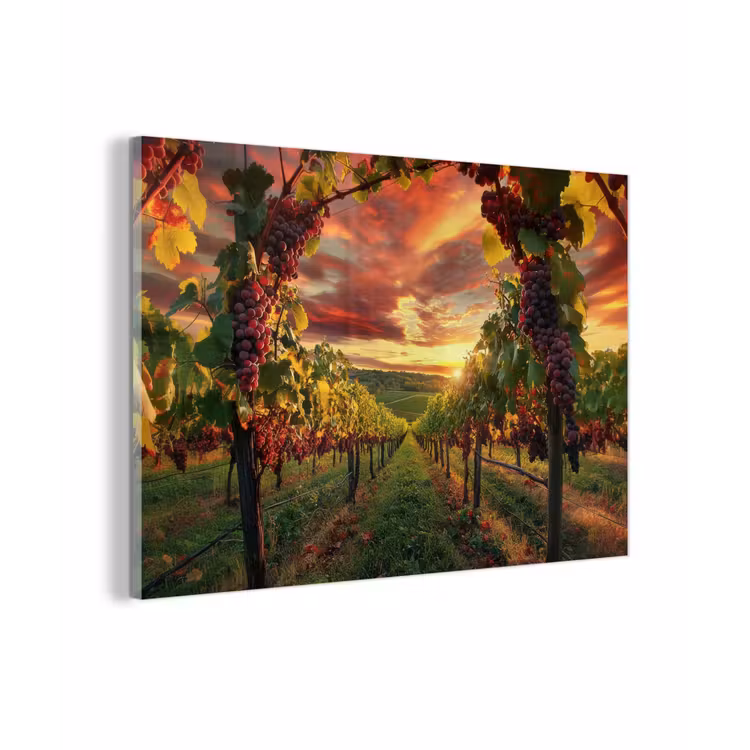 Wijngaard - Druiven - Zonsondergang plexiglas 5mm klein -zzzproduct_nieuw
