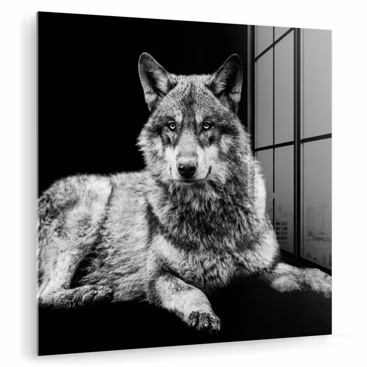 Wilde dieren - Wolf - Zwart - Wit plexiglas 5mm klein -zzzproduct_nieuw