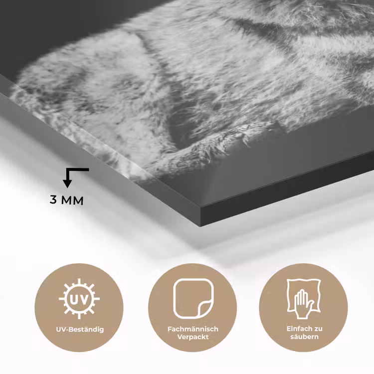 Wilde dieren - Wolf - Zwart - Wit plexiglas 5mm klein -wsfeer2_DE