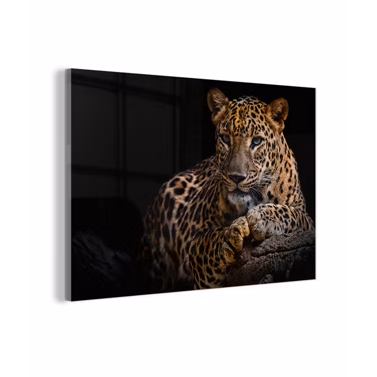 Wilde dieren - Panter - Portret - Zwart - Dieren plexiglas 5mm klein -zzzproduct_nieuw
