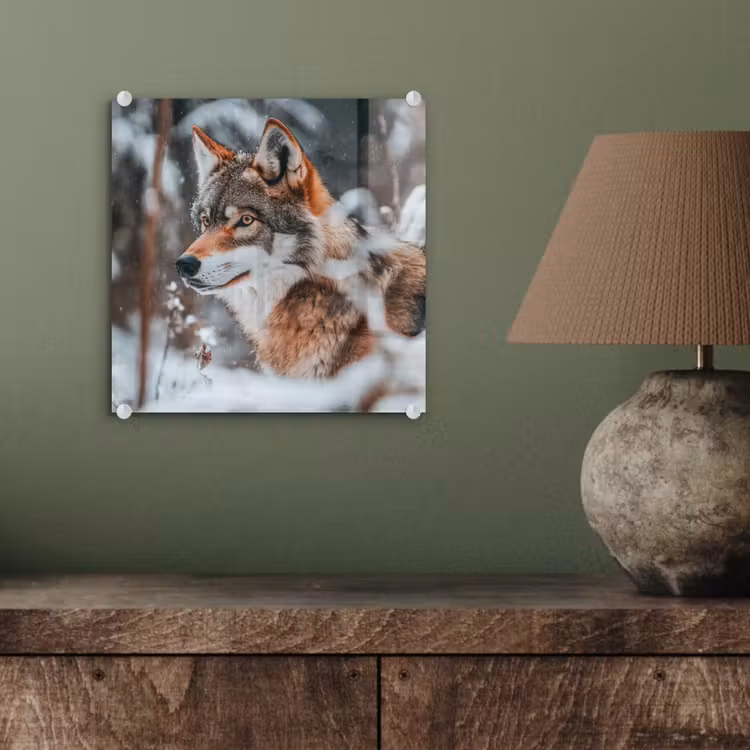 Wolf - Sneeuw - Winter - Dieren - Natuur - Sneeuw plexiglas 5mm klein -sfeer3