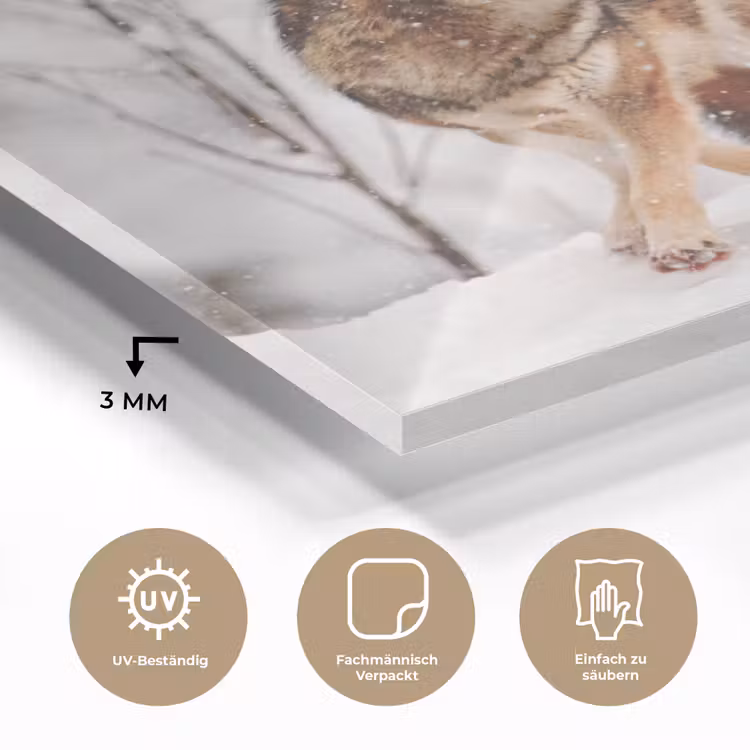Wolf - Winter - Sneeuw - Natuur - Dieren plexiglas 5mm klein -wsfeer2_DE