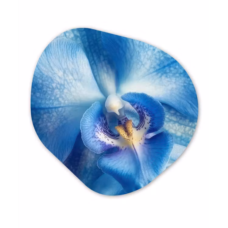 Blauw - Orchidee - Elegeant Wandcirkel Organisch Forex 3mm klein -3d