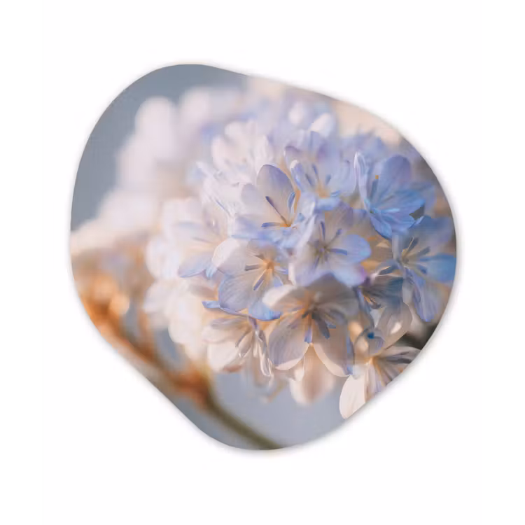 Bloemen - Lichtblauw - Wazig - Trosje Wandcirkel Organisch Forex 3mm klein -3d