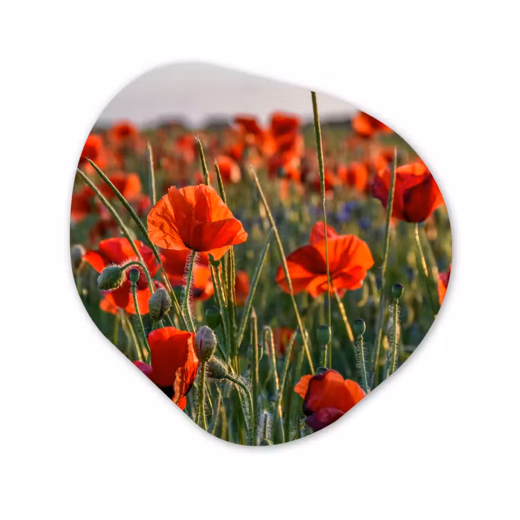 Bloemen - Klaprozen - Natuur - Rood Wandcirkel Organisch Forex 3mm klein -3d